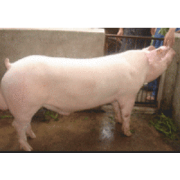 保定康泰养殖场出售长白条猪