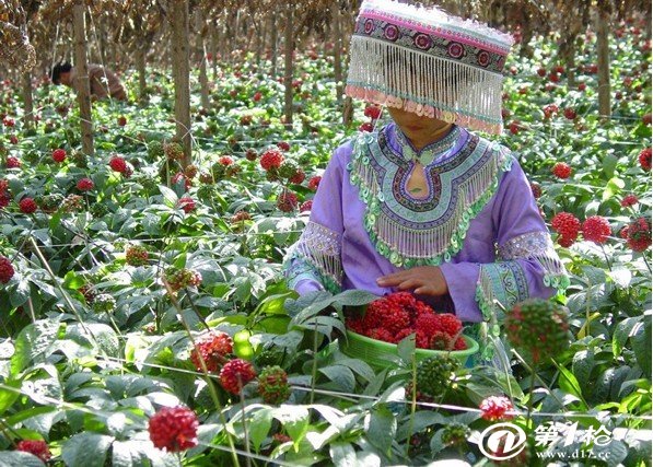 三七是什么植物