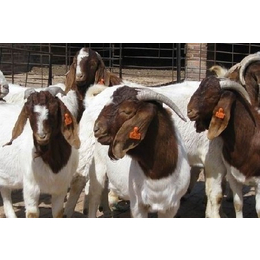 河南最大的养殖基地 专业养殖大量湖羊 羊羔 种