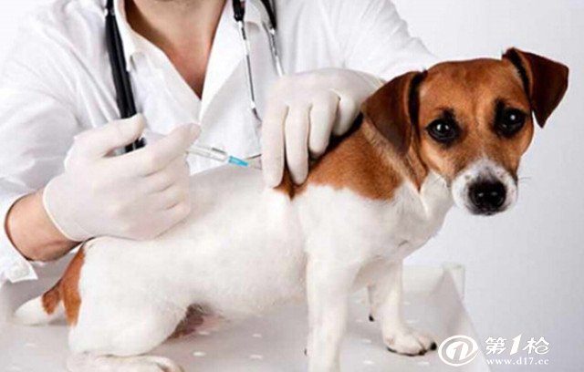宠物狗打疫苗的注意事项