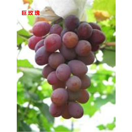 宜昌葡萄品种|湖北适栽葡萄(在线咨询)|藤稔葡萄