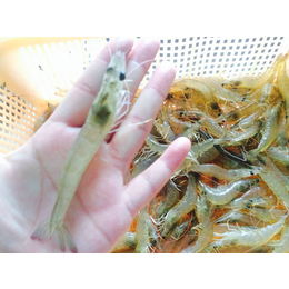 海虾淡养就选虾霸9号进口南美白对虾苗绝密淡水养殖技术