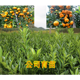 桂林默科特柑橘苗价格多少钱_水果种子种苗_