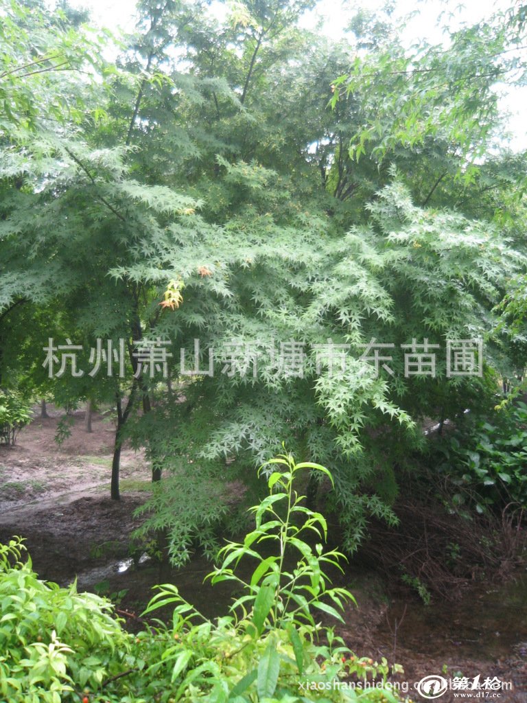 外观细叶小,矮生节短,匍匐茎繁殖; 黄沙培育极其平整,机器铲草坪