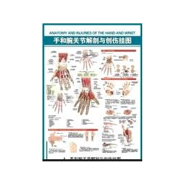 医学骨科挂图4手和腕关节解剖与创伤挂图 pvc写真