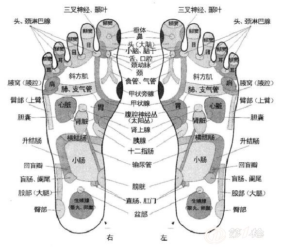 中医认为,足部是足三阴经,足三阳经的起止点,与全身五脏六腑有着十分