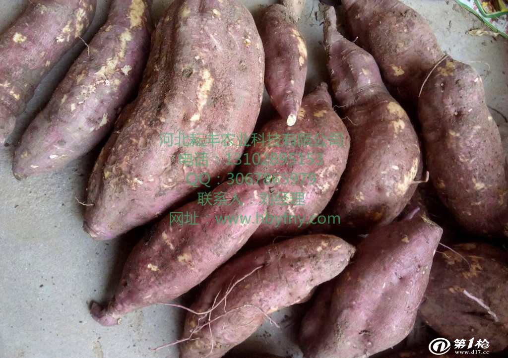 湖州徐薯18红薯品种 湖州徐薯18红薯产地