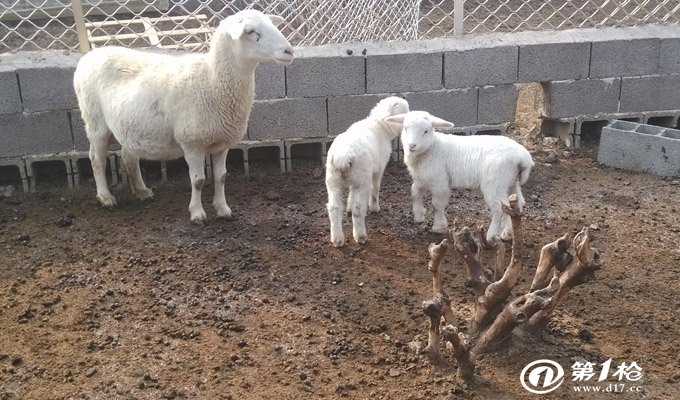 供应河北邯郸纯种杜泊羊繁育基地邯郸黑头杜泊羊种公羊价格