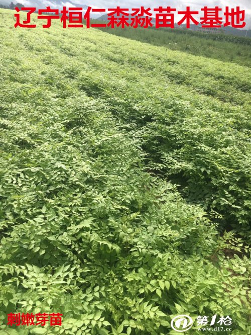 刺老芽苗 刺老包苗 树头菜苗 辽宁刺嫩芽基地 刺嫩芽苗价格