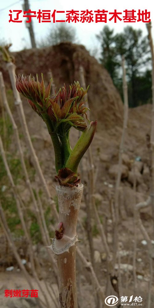 刺老芽苗 刺老包苗 树头菜苗 辽宁刺嫩芽基地 刺嫩芽苗价格