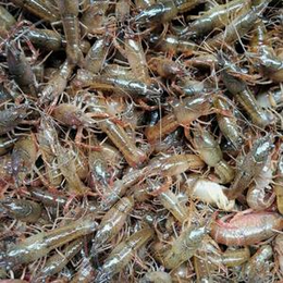 龙虾养殖-三亚龙虾养殖