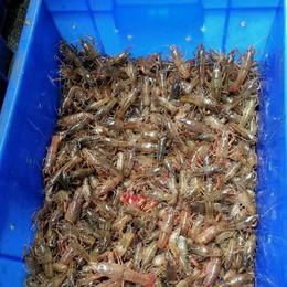 淡水龙虾苗-上海淡水龙虾苗