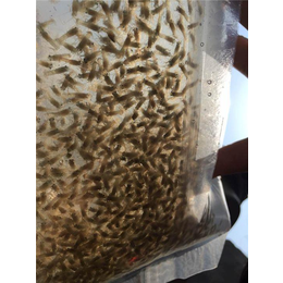 达州小龙虾种苗养殖