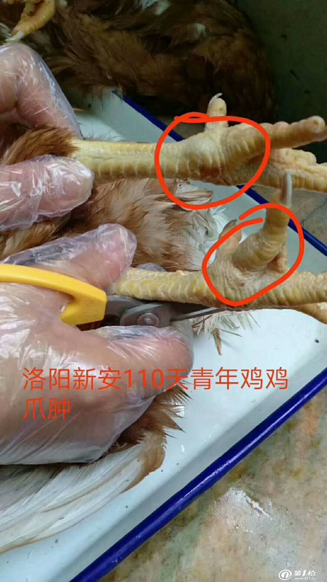 滑液囊支原体的症状:病鸡表现为精神不振,眼窝深陷,鸡头上的