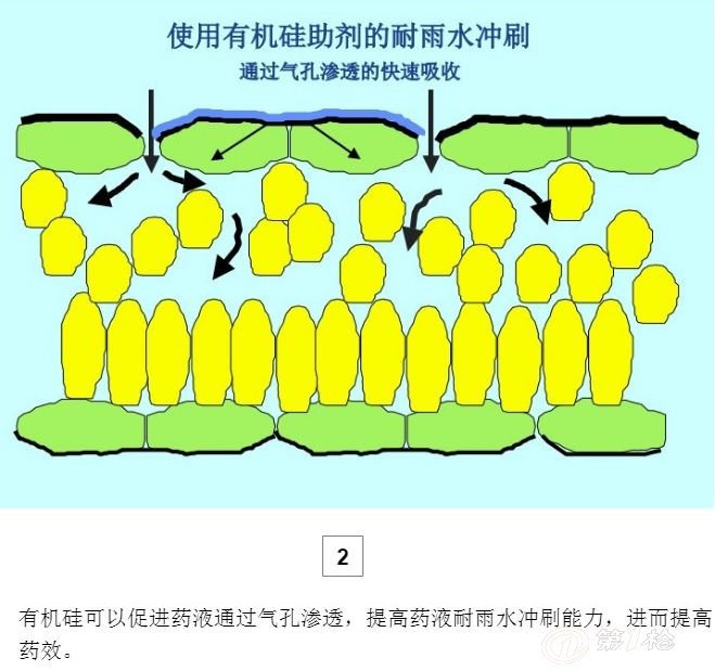 绿陇农用有机硅助剂 叶面肥增效剂 展着剂 表面活性剂