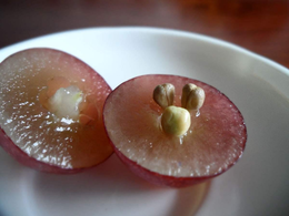 葡萄籽-葡萄籽精华的作用
