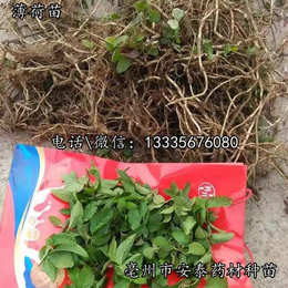 薄荷苗哪个品牌好