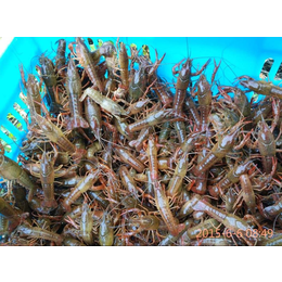 龙虾养殖-惠州龙虾养殖