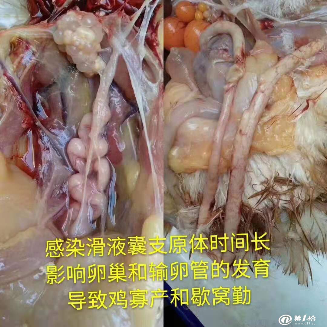 得过滑液囊支原体的蛋鸡产蛋率怎么样