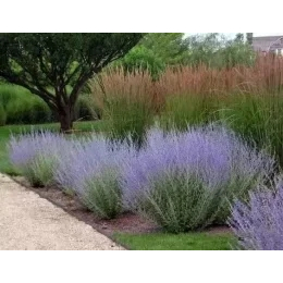 盆栽鸢尾小苗,鸢尾,宿根草花 宿根花卉