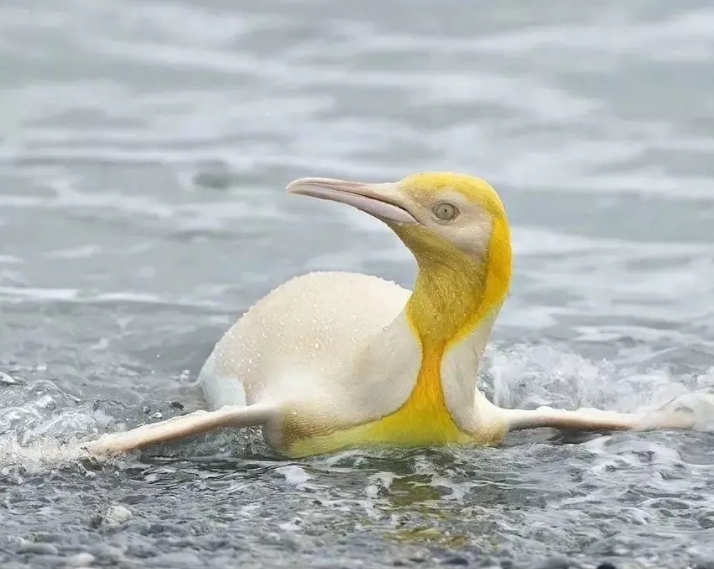 罕见！南极发现全球首只金色企鹅