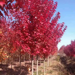 邳州市展昭银杏苗圃场(图-5公分红枫红冠扴-海南5公分红枫