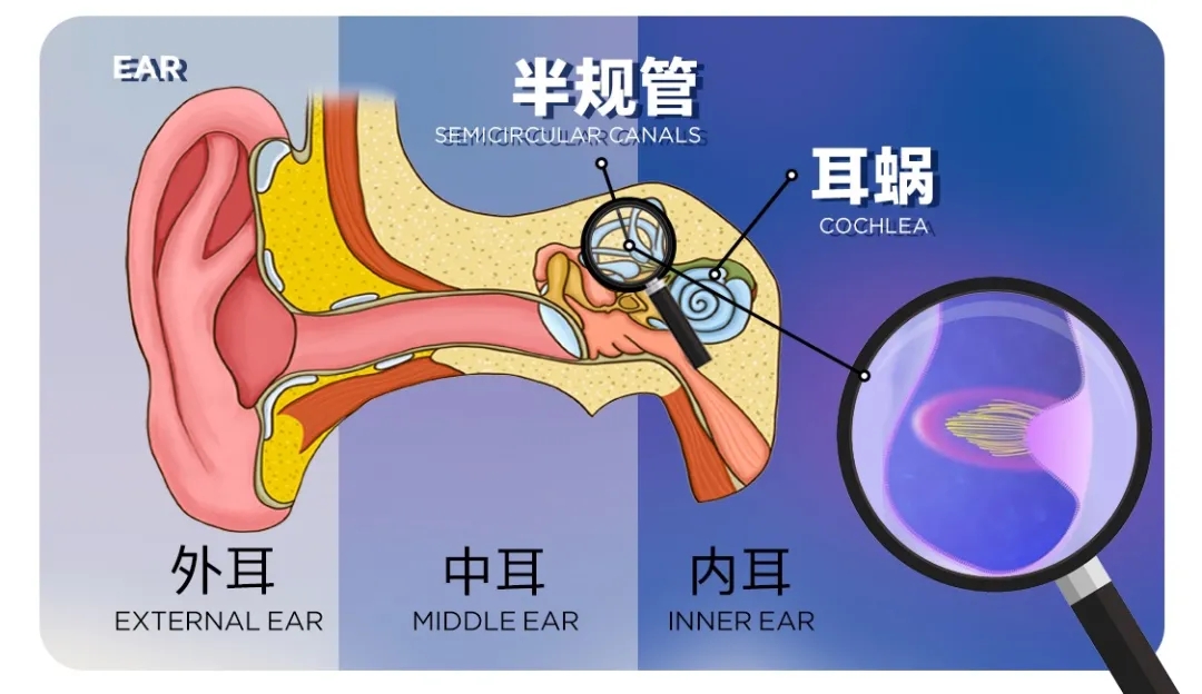 你知道花滑运动员为什么转不晕吗？