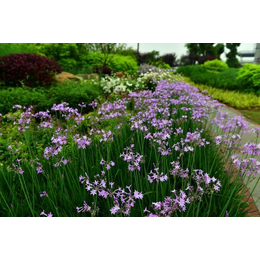 花卉盆景紫娇花-古润园林-花卉