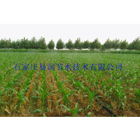 重庆万州区玉米小麦大棚微喷效果显著