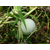鸡蛋葫芦种子 观赏葫芦种子新品种缩略图1