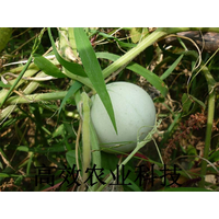 鸡蛋葫芦种子 观赏葫芦种子新品种缩略图