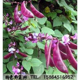    紫扁豆种子 红眉豆种子 家庭种植 菜园栽培 种植简单