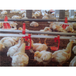 嘉汇农牧机械设备有限公司低价促销的鸡用供水线
