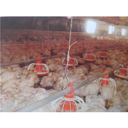 嘉汇农牧机械设备有限公司低价促销的肉鸡自动喂料线