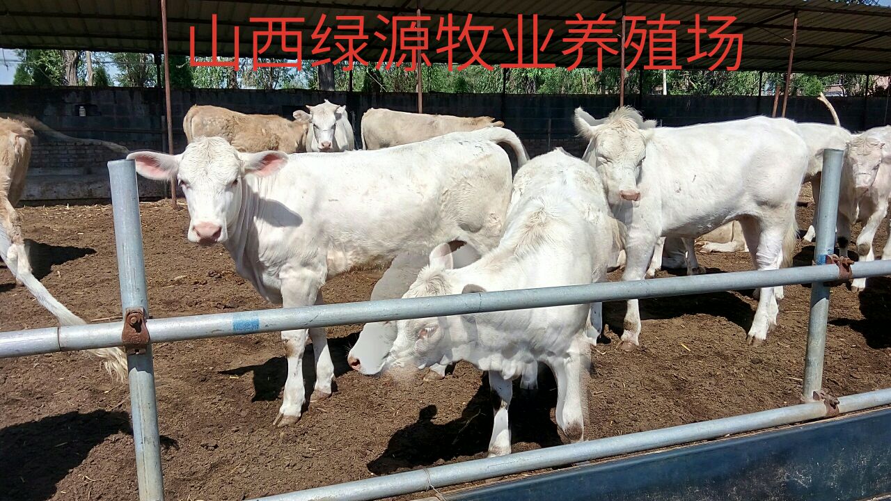 山西肉牛价格