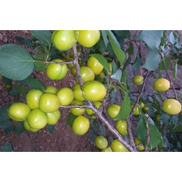 梧州珍珠油杏|珍珠油杏苗哪有卖的|新泰超越苗木(多图)