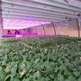 植物补光灯、大棚植物补光灯、鑫龙海农业照明