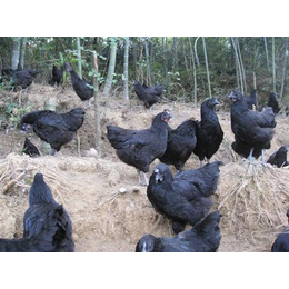 绿壳蛋鸡|五黑鸡绿壳蛋鸡|易科麦种禽
