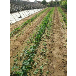 南京草莓苗|草莓苗盆栽|志达园艺场