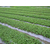 淮安奶油草莓苗|奶油草莓苗价格|仁源农业科技缩略图1
