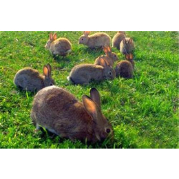 广西杂交野兔养殖_盛佳生态养殖_盛佳杂交野兔养殖加盟