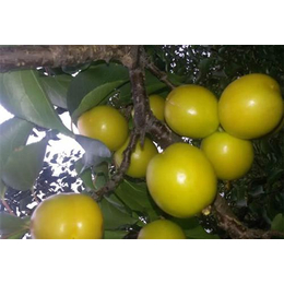福建珍珠油杏|新泰超越苗木(在线咨询)|珍珠油杏批发