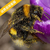  熊蜂授粉图片丨熊蜂丨熊蜂授粉的作用丨嘉禾源硕 缩略图2