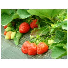 扬州奶油草莓苗|奶油草莓苗繁育|仁源农业科技