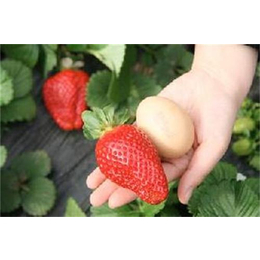 志达园艺场(图)|甜查理草莓苗出售|沾益县甜查理草莓苗