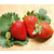 南阳草莓熟了、南阳草莓、南阳大山生态园有机草莓熟了缩略图1