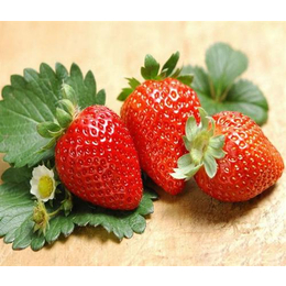 南阳草莓熟了、南阳草莓、南阳大山生态园有机草莓熟了