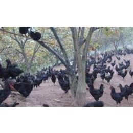 沈阳五黑鸡鸡肉购买、五黑鸡、新民卢屯公社(图)