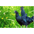 辽宁安全绿色五黑鸡鸡肉、五黑鸡、新民卢屯公社(图)缩略图1