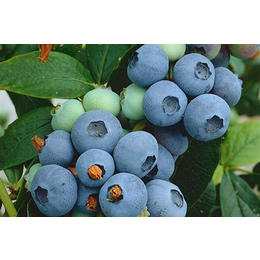 蓝莓的****与作用,遵义蓝莓,百色农业(多图)